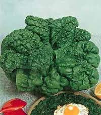 SPINACIO RICCIO AMERICA GR.200